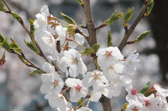 桜の写真2