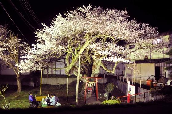 ライトアップされた種蒔桜の写真