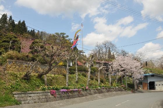 鯉のぼりと桜の写真
