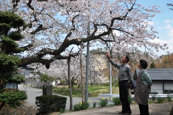 桜の写真
