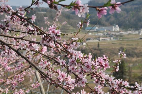桃の花の写真