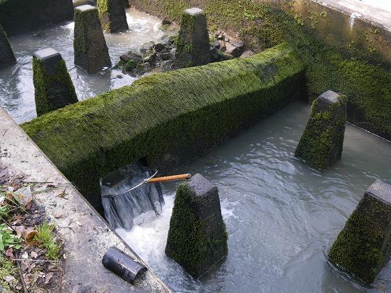 タモ網の写真