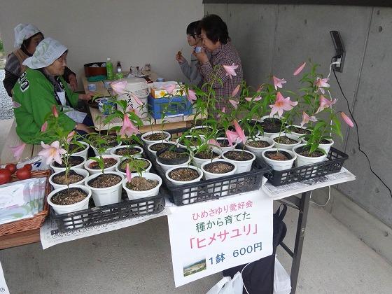 町のひめさゆり愛好会によるヒメサユリの頒布コーナーの写真