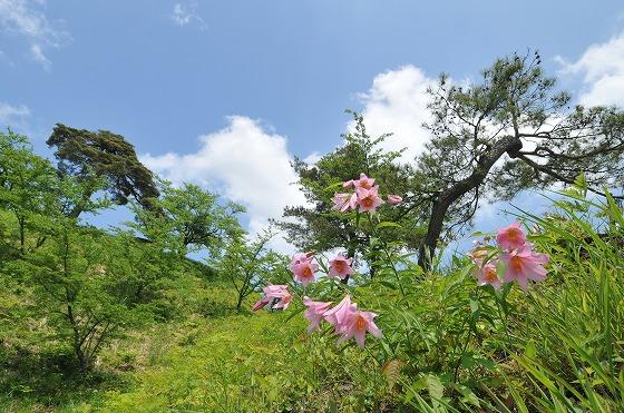 ヒメサユリと一本松の写真