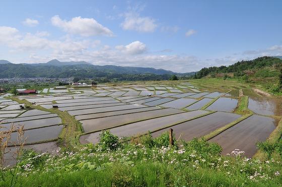 棚田の様子の写真1
