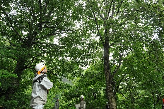 木にロープを投げ引っかける写真2