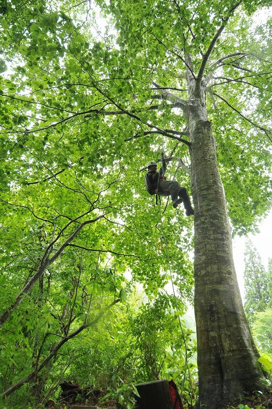 木をクライミングする写真2