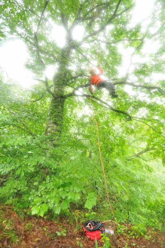 木をクライミングする写真6