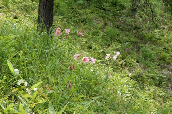 ヒメサユリの写真2