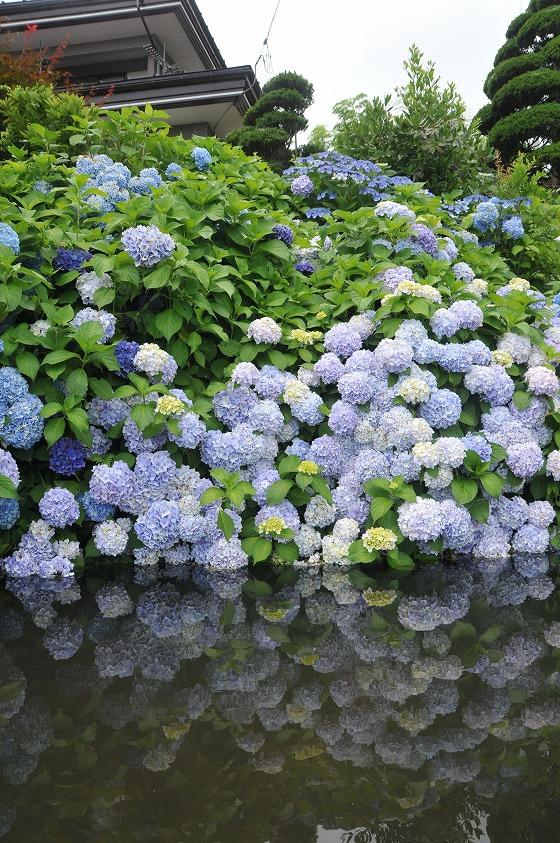 池とアジサイの写真