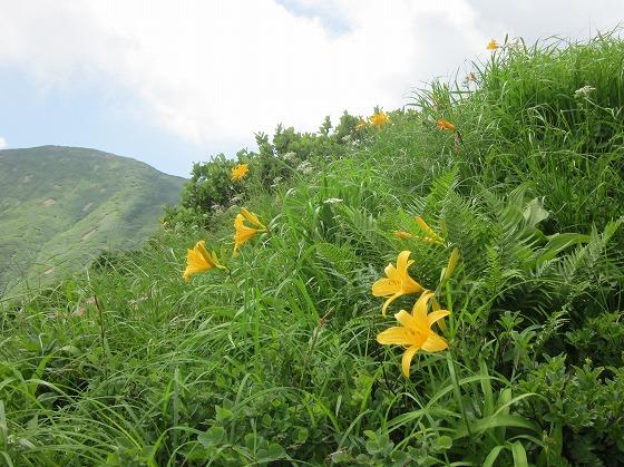 高山植物の写真