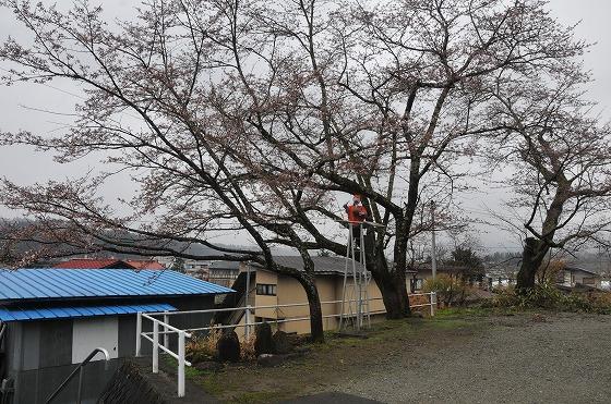 桜の写真1