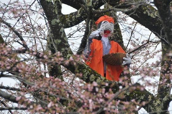 桜とかかしの写真2