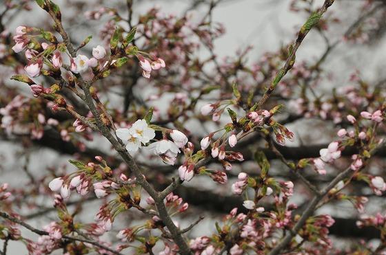 桜の写真2