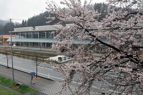 役場脇の桜の写真