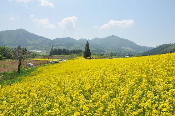菜の花の写真