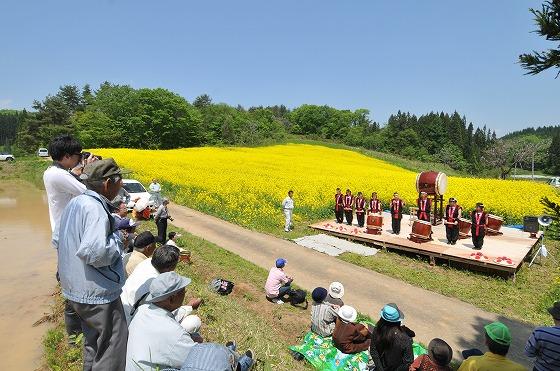 菜の花と空と新緑の写真
