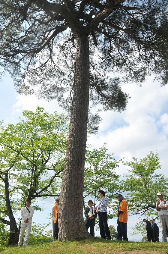 「一本松」の写真