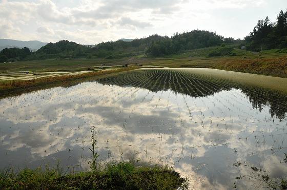 5月30日の棚田の写真