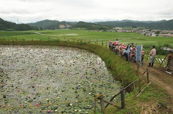 大谷地区のスイレンため池の写真