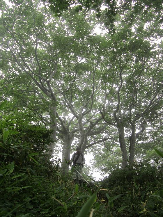 木々の中での刈り払い作業の写真