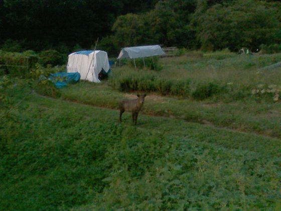 カモシカの写真2