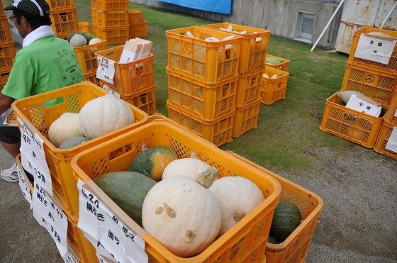 宮宿小学校の校庭に並べられたかぼちゃ運動会の賞品のかぼちゃが入った大量の黄色いケースとケースに腰を掛ける緑色のTシャツを着た男性の写真