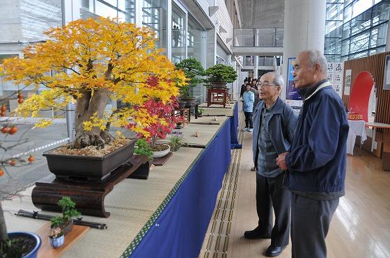 創遊館内の朝日盆栽園芸愛好会の展示の様子の写真