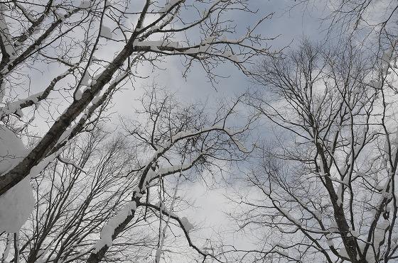 雪原に広がる青空の写真