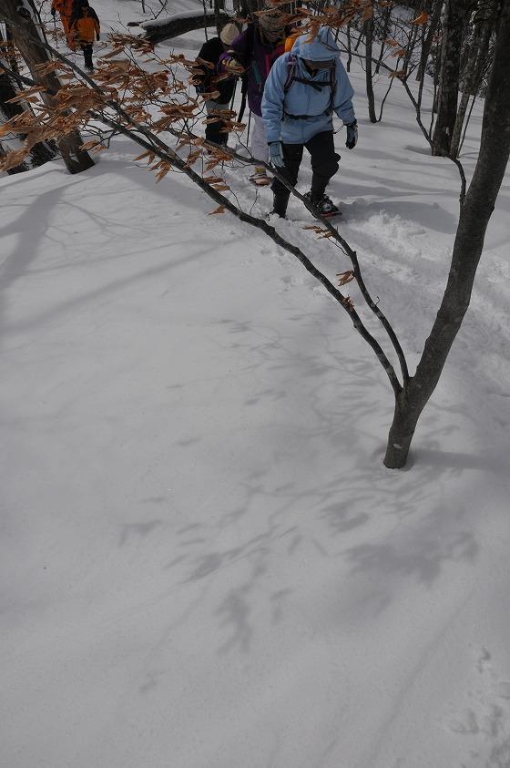 葉の影が雪に映っている写真
