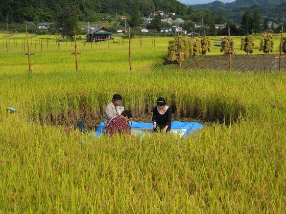 中心だけ稲が刈られた能中・椹平の棚田の上に敷かれた青いシートの上の畳に座りお茶会をするツアー参加者たちの写真