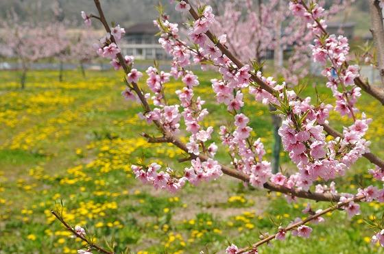 桃の花とタンポポの写真