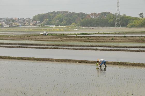 田植えの写真