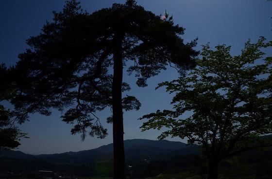 陽が静まって真っ黒に映される公園の一本松の写真