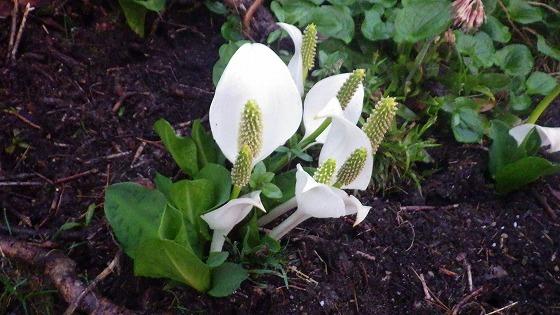 高山植物水芭蕉の写真