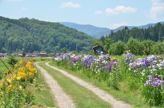 ラベンダー等の花々に挟まれた道の写真