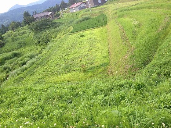 高田地区の原っぱの写真