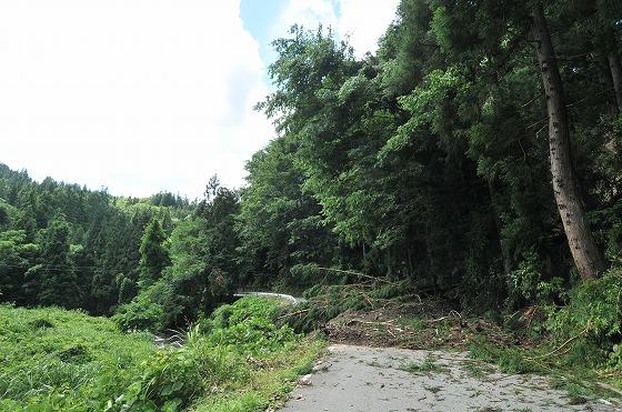 木々の写真