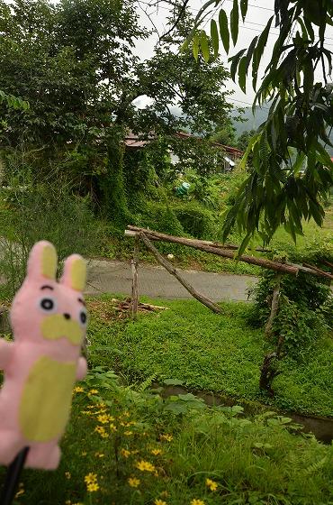 巨大キノコの写真2