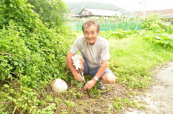 巨大キノコの写真4