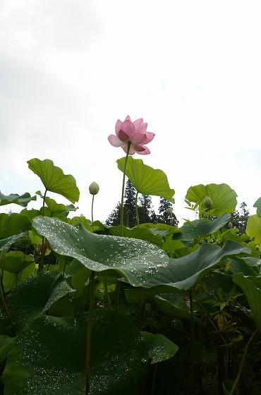 朝日町の夏の花々の写真2