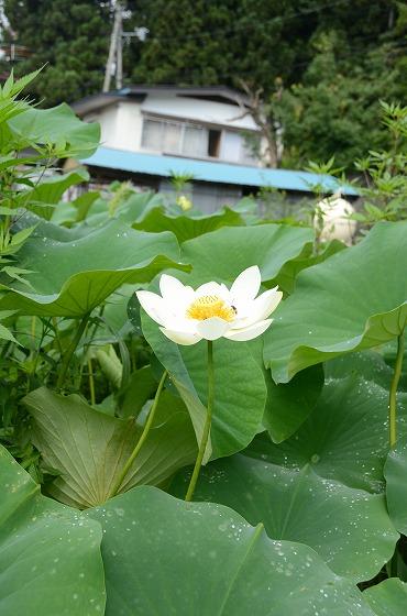 朝日町の夏の花々の写真3