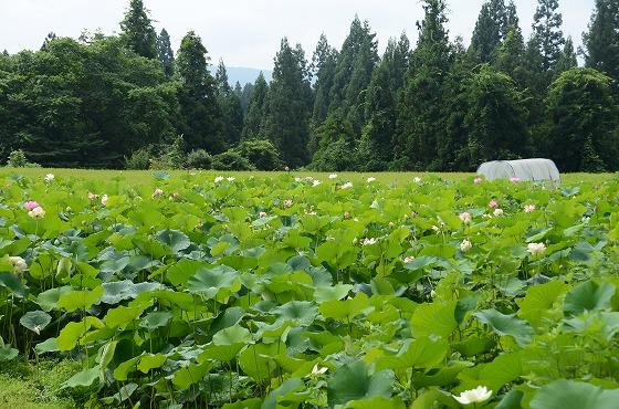 朝日町の夏の花々の写真4