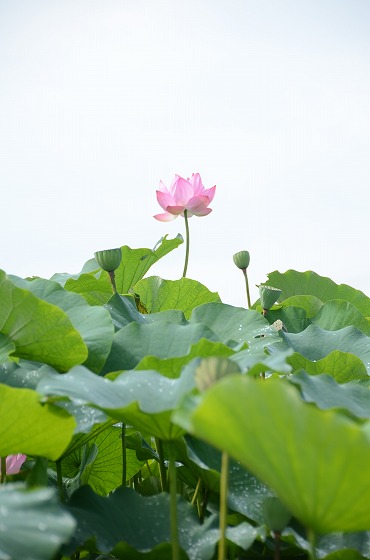 朝日町の夏の花々の写真5