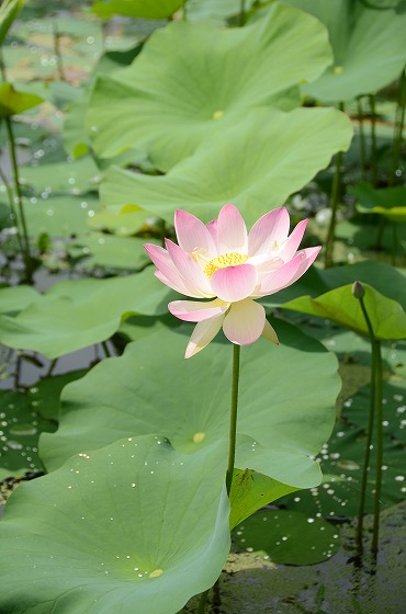 朝日町の夏の花々の写真6