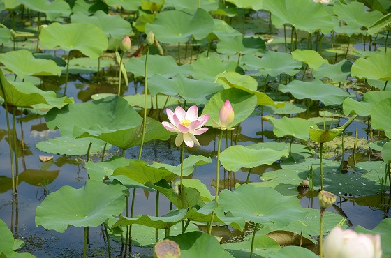 朝日町の夏の花々の写真7