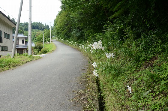 朝日町の夏の花々の写真8