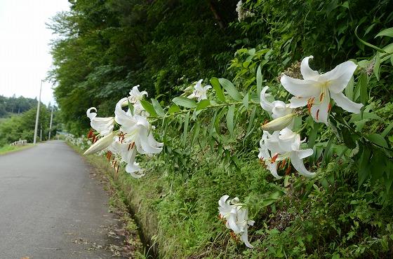 朝日町の夏の花々の写真9