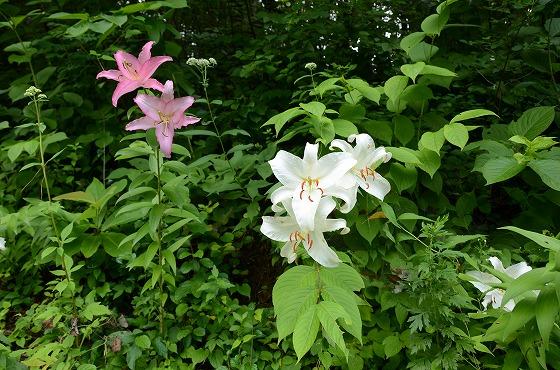 朝日町の夏の花々の写真10