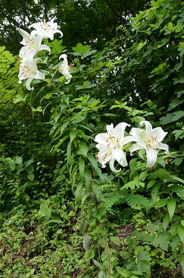 朝日町の夏の花々の写真11